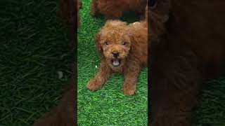 Toy poodle vs cockapoo differentpoodletoypoodlepuretoycockapoodogdogsdoglover [upl. by Annola]