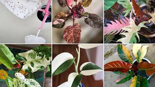 Foliage Variegated So Amazing Leafy plant Philodendron amazing colours 💁😍 [upl. by Rosita668]