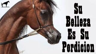 El Terrible Secreto De Los Criadores De Caballos Árabes 🐴Del Cerro Soy [upl. by Casanova]