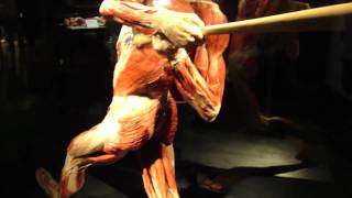 Body Worlds The Gymnast and The Baseball Player [upl. by Hanid]