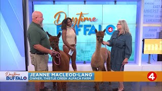 Daytime Buffalo Celebrating National Alpaca Day with Thistle Creek Farm [upl. by Bbor755]