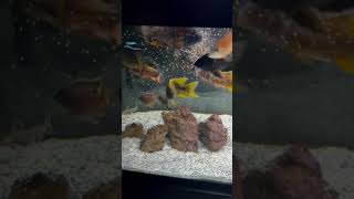 Feeding the 75 Gallon African Cichlid Tank [upl. by Ewart]