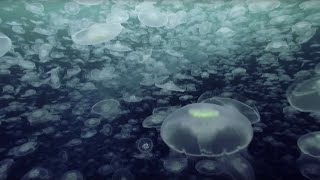 Open Ocean 10 Hours of Relaxing Oceanscapes  BBC Earth [upl. by Alene649]