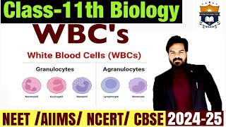 WBCs White Blood cells  Body Fluids And circulation class 11 Biology NEET [upl. by Ailecara900]