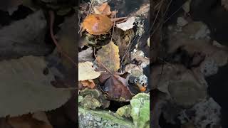 An old golden pholiota mushroom fungus fungi [upl. by Meta]