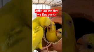 বাজরিগার মেটিং এর কত দিন পর ডিম দেয় budgie voice shorts [upl. by Aitahs]