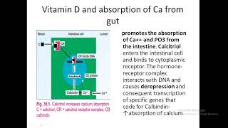 Calcium Magnesium and Phosphate Metabolism [upl. by Gagne]