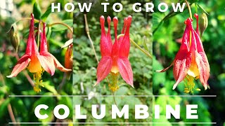 How to Grow Columbine Germinate Seed Care for [upl. by Icken]