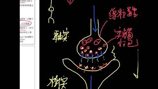 HKDSE 生物科 概念重溫篇：第16課（3） 突觸 [upl. by Sarilda]