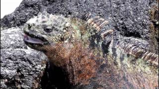 Marine Iguanas Amblyrhynchus cristatus in the Galapagos Islands [upl. by Hans492]