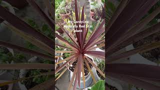 MY CORDYLINE AUTRALIS RED STAR PLANT shortvideo plantsplantslover shortsviral [upl. by Seidel]