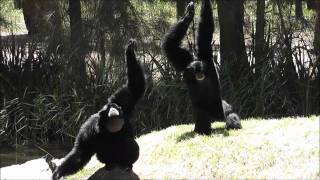 Siamang Gibbons at Dubbo Zoo [upl. by Tnomed321]