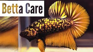 Betta Fish Care For First Time Fish Keepers  Beginners Guide [upl. by Adnovad485]