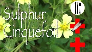 Sulphur Cinquefoil Edible amp Medicinal [upl. by Everara]