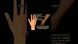 Cubital Tunnel Syndrome Explained by Dr Ayesha Sabir [upl. by Amerak]