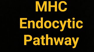 Endocytic Pathway of Antigen Presentation complete and easy explanation [upl. by Ednalrim677]