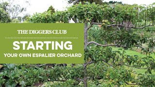 Starting Your Own Espalier orchard [upl. by Adahsar]