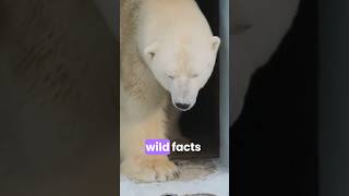 Pollar bears Facts that you didn’t know 🐻‍❄️ [upl. by Anisamoht338]