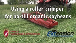 Using a rollercrimper for notill organic soybeans [upl. by Jovitta]