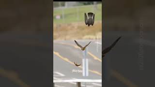 Falcon Mom teaching Her offsprings to catch food midair falconsperegrinefalcon birdlovers [upl. by Nowell188]