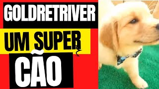 goldretriver um super cão [upl. by Kreit]