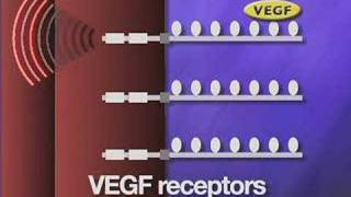 VEGF and angiogenesis [upl. by Harelda]