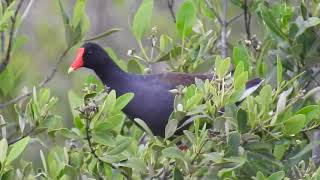 Common Gallinule call [upl. by Ganiats510]