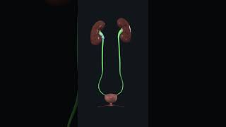 Urinary System Anatomy of Urinary system kidney Ureter urinarybladder urethra [upl. by Philbert]