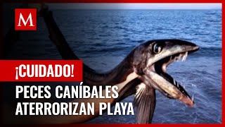 Peces caníbales aparecen en playa de Estados Unidos y causan terror [upl. by Eanahs716]