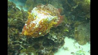 Giant Cuttlefish Color Changes While Hunting [upl. by Ahsitneuq]