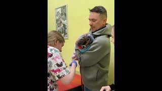 Dogs have an injection funnyvideos doglover funnydog fypシ cutedogs doglife pet petlover [upl. by Eilsehc]