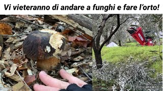 Vi vieteranno di andare a funghi e fare l’orto ecco le motivazioni [upl. by Faso995]