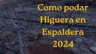 Cómo podar higuera en espaldera 2024 [upl. by Annawat]