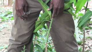 AGFO  Peace Corps Senegal Mango Grafting 3 of 4 [upl. by Myrtie]