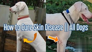 How to Cure Skin disease  Skin infection  Hair Fall  All Dogs Native Breeds  Rajapalayam [upl. by Laris]