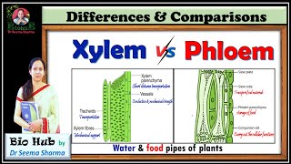 Xylem Vs Phloem [upl. by Albertine947]