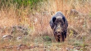 Gros sanglier au poste  DJI  BreizhHunt [upl. by Anehsak220]