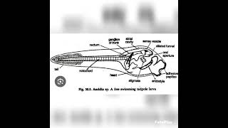 tadpole larva of herdmaniazoologybiologyvedioyoutubevedio [upl. by Dnalram]