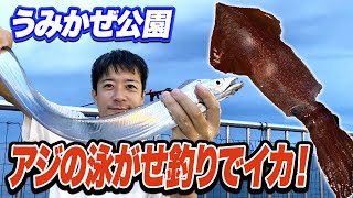 【横須賀うみかぜ公園】アジの泳がせ釣りでケンサキイカが釣れた！ルアーでの太刀魚釣りも好調！ [upl. by Kotta]