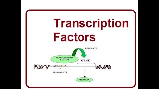 Transcription Factors  The Key Players  2024 [upl. by Anhsirk313]