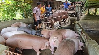 Sell ​​giant pigs to buy piglets Profitable pig farming process  Ep 303 [upl. by Crim]