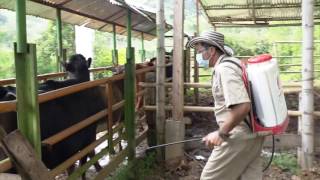 Elaboración de baño contra las garrapatas  La Finca de Hoy [upl. by Assyle]