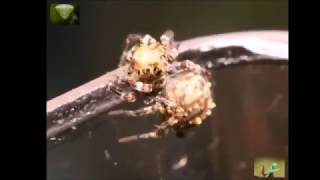 Portia Jumping Spider  3rd4th instar 12mm [upl. by Neryt]