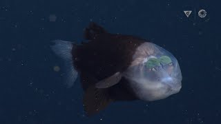 New deepsea sighting The barreleye fish has a transparent head and tubular eyes [upl. by Aihsemak]