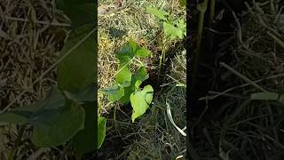 Borlotti Lingua Di Fuocogardengardeningagriculturenaturegrowfarmingfoodnaturalvegetablebio [upl. by Laktasic]