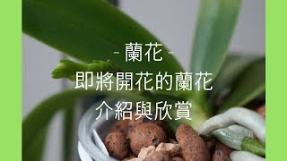 蘭花  17顆即將開花的蘭花介紹與欣賞  蘭花種植 [upl. by Araihc]