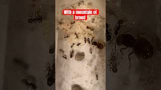 Pheidole ceres colony with first majors and brood pile [upl. by Vida]