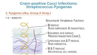 Virulence Factors of Streptococcus  Structural properties and characteristics of Streptococcus [upl. by Robbi564]