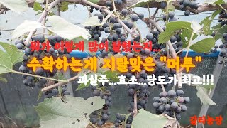 너무 많이 달려서 수확하기가 힘들어요ㅠㅠ [upl. by Aneles246]