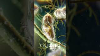 Microbes animation  Paramecia unicellular ciliates [upl. by Ezarra]